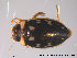  ( - TRD-Col01)  @13 [ ] CreativeCommons - Attribution Non-Commercial Share-Alike (2014) NTNU University Museum, Department of Natural History NTNU University Museum, Department of Natural History