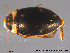  ( - TRD-Col10)  @13 [ ] CreativeCommons - Attribution Non-Commercial Share-Alike (2014) NTNU University Museum, Department of Natural History NTNU University Museum, Department of Natural History