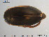  ( - TRD-Col18)  @12 [ ] CreativeCommons - Attribution Non-Commercial Share-Alike (2015) NTNU University Museum, Department of Natural History NTNU University Museum, Department of Natural History