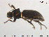  ( - TRD-Col28)  @11 [ ] CreativeCommons - Attribution Non-Commercial Share-Alike (2015) NTNU University Museum, Department of Natural History NTNU University Museum, Department of Natural History