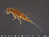  ( - TRD-Eph45)  @11 [ ] CreativeCommons - Attribution Non-Commercial Share-Alike (2015) NTNU University Museum, Department of Natural History NTNU University Museum, Department of Natural History
