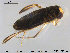  ( - TRD-HET31)  @13 [ ] CreativeCommons - Attribution Non-Commercial Share-Alike (2015) NTNU University Museum, Department of Natural History NTNU University Museum, Department of Natural History