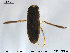  (Hesperocorixa sahlbergi - TRD-HET32)  @14 [ ] CreativeCommons - Attribution Non-Commercial Share-Alike (2015) NTNU University Museum, Department of Natural History NTNU University Museum, Department of Natural History