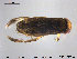  (Callicorixa wollastoni - TRD-HET36)  @13 [ ] CreativeCommons - Attribution Non-Commercial Share-Alike (2015) NTNU University Museum, Department of Natural History NTNU University Museum, Department of Natural History