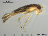  ( - TRD-HET38)  @14 [ ] CreativeCommons - Attribution Non-Commercial Share-Alike (2015) NTNU University Museum, Department of Natural History NTNU University Museum, Department of Natural History