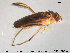  (Corixidae - TRD-HET40)  @15 [ ] CreativeCommons - Attribution Non-Commercial Share-Alike (2015) NTNU University Museum, Department of Natural History NTNU University Museum, Department of Natural History