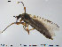  (Bibio cf. clavipes - TRD-Nem1)  @14 [ ] CreativeCommons - Attribution Non-Commercial Share-Alike (2014) NTNU University Museum, Department of Natural History NTNU University Museum, Department of Natural History