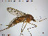  ( - TRD-Nem10)  @13 [ ] CreativeCommons - Attribution Non-Commercial Share-Alike (2014) NTNU University Museum, Department of Natural History NTNU University Museum, Department of Natural History