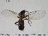  (Anapausis albohalterata - TRD-Nem2)  @13 [ ] CreativeCommons - Attribution Non-Commercial Share-Alike (2014) NTNU University Museum, Department of Natural History NTNU University Museum, Department of Natural History
