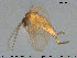  ( - TRD-Nem22)  @13 [ ] CreativeCommons - Attribution Non-Commercial Share-Alike (2015) NTNU University Museum, Department of Natural History NTNU University Museum, Department of Natural History