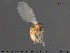  (Psychoda pusilla - TRD-Nem46)  @11 [ ] CreativeCommons - Attribution Non-Commercial Share-Alike (2015) NTNU University Museum, Department of Natural History NTNU University Museum, Department of Natural History