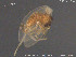  ( - TRD-Nem48)  @12 [ ] CreativeCommons - Attribution Non-Commercial Share-Alike (2015) NTNU University Museum, Department of Natural History NTNU University Museum, Department of Natural History