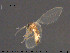  ( - TRD-Nem49)  @11 [ ] CreativeCommons - Attribution Non-Commercial Share-Alike (2015) NTNU University Museum, Department of Natural History NTNU University Museum, Department of Natural History