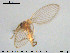  ( - TRD-Nem56)  @12 [ ] CreativeCommons - Attribution Non-Commercial Share-Alike (2015) NTNU University Museum, Department of Natural History NTNU University Museum, Department of Natural History