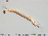  ( - TRD-Nem6)  @12 [ ] CreativeCommons - Attribution Non-Commercial Share-Alike (2014) NTNU University Museum, Department of Natural History NTNU University Museum, Department of Natural History