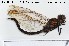  ( - TRD-ODO80)  @13 [ ] CreativeCommons - Attribution Non-Commercial Share-Alike (2014) NTNU University Museum, Department of Natural History NTNU University Museum, Department of Natural History