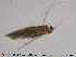  ( - TRD-TRI139)  @12 [ ] CreativeCommons - Attribution Non-Commercial Share-Alike (2014) NTNU University Museum, Department of Natural History NTNU University Museum, Department of Natural History