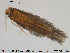  ( - TRD-TRI140)  @13 [ ] CreativeCommons - Attribution Non-Commercial Share-Alike (2014) NTNU University Museum, Department of Natural History NTNU University Museum, Department of Natural History