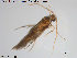  ( - TRD-TRI141)  @13 [ ] CreativeCommons - Attribution Non-Commercial Share-Alike (2014) NTNU University Museum, Department of Natural History NTNU University Museum, Department of Natural History