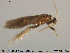  ( - TRD-TRI167)  @12 [ ] CreativeCommons - Attribution Non-Commercial Share-Alike (2014) NTNU University Museum, Department of Natural History NTNU University Museum, Department of Natural History