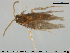  (Hydroptila tineoides - TRD-TRI168)  @14 [ ] CreativeCommons - Attribution Non-Commercial Share-Alike (2014) NTNU University Museum, Department of Natural History NTNU University Museum, Department of Natural History