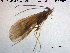  ( - TRD-TRI173)  @12 [ ] CreativeCommons - Attribution Non-Commercial Share-Alike (2015) NTNU University Museum, Department of Natural History NTNU University Museum, Department of Natural History
