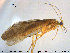  (Rhyacophila nubila - TRD-TRI215)  @14 [ ] CreativeCommons - Attribution Non-Commercial Share-Alike (2015) NTNU University Museum, Department of Natural History NTNU University Museum, Department of Natural History