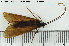  (Phryganea bipunctata - TRD-TRI232)  @14 [ ] CreativeCommons - Attribution Non-Commercial Share-Alike (2015) NTNU University Museum, Department of Natural History NTNU University Museum, Department of Natural History