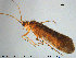  (Limnephilus sparsus - TRD-TRI241)  @14 [ ] CreativeCommons - Attribution Non-Commercial Share-Alike (2015) NTNU University Museum, Department of Natural History NTNU University Museum, Department of Natural History