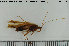  (Limnephilus binotatus - TRD-TRI249)  @14 [ ] CreativeCommons - Attribution Non-Commercial Share-Alike (2015) NTNU University Museum, Department of Natural History NTNU University Museum, Department of Natural History