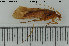  (Limnephilus flavicornis - TRD-TRI258)  @14 [ ] CreativeCommons - Attribution Non-Commercial Share-Alike (2015) NTNU University Museum, Department of Natural History NTNU University Museum, Department of Natural History
