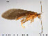  (Agapetus ochripes - TRD-TRI80)  @14 [ ] CreativeCommons - Attribution Non-Commercial Share-Alike (2014) NTNU University Museum, Department of Natural History NTNU University Museum, Department of Natural History