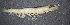  (Artemesia longinaris - CCDB-06264-F11)  @14 [ ] Unspecified (default): All Rights Reserved  Unspecified Unspecified