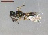  ( - CLV40980)  @11 [ ] CreativeCommons  Attribution Non-Commercial Share-Alike (2021) Carlos Lopez Vaamonde Institut National de la Recherche Agronomique, Zoologie Forestiere