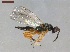  ( - CLV40984)  @11 [ ] CreativeCommons  Attribution Non-Commercial Share-Alike (2021) Carlos Lopez Vaamonde Institut National de la Recherche Agronomique, Zoologie Forestiere
