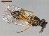  ( - CLV40987)  @11 [ ] CreativeCommons  Attribution Non-Commercial Share-Alike (2021) Carlos Lopez Vaamonde Institut National de la Recherche Agronomique, Zoologie Forestiere