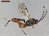  ( - CLV4100721)  @11 [ ] CreativeCommons  Attribution Non-Commercial Share-Alike (2021) Carlos Lopez Vaamonde Institut National de la Recherche Agronomique, Zoologie Forestiere