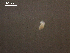  (Apatemon sp. 13 - A.LH.LAW.Ci.06.2)  @12 [ ] Copyright (2010) Unspecified Environment Canada