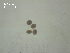  (Ichthyocotylurus pileatus - I.SB.IBE.P.1F.3)  @12 [ ] Copyright (2010) Unspecified Environment Canada