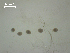  ( - I.SB.IBE.P.1F.4)  @11 [ ] Copyright (2010) Unspecified Environment Canada