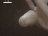  ( - Ts.LM.LMS.Cc.1.1)  @12 [ ] Copyright (2010) Unspecified Environment Canada