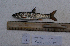  ( - AOZ_TBK009)  @11 [ ] CreativeCommons  Attribution Non-Commercial Share-Alike  Zolotova A.O. A.V. Zhirmunsky Institute of Marine Biology