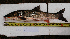  ( - AOZ_TBK011)  @11 [ ] CreativeCommons  Attribution Non-Commercial Share-Alike  Zolotova A.O. A.V. Zhirmunsky Institute of Marine Biology