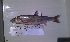 ( - AOZ_TBK012NTHK012)  @11 [ ] CreativeCommons  Attribution Non-Commercial Share-Alike  Zolotova A.O. A.V. Zhirmunsky Institute of Marine Biology