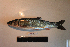  ( - AOZ_TBV006)  @11 [ ] CreativeCommons  Attribution Non-Commercial Share-Alike  Turanov S.V. A.V. Zhirmunsky Institute of Marine Biology