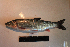  ( - AOZ_TBV008)  @11 [ ] CreativeCommons  Attribution Non-Commercial Share-Alike  Turanov S.V. A.V. Zhirmunsky Institute of Marine Biology