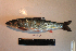  ( - AOZ_TBV010)  @11 [ ] CreativeCommons  Attribution Non-Commercial Share-Alike  Turanov S.V. A.V. Zhirmunsky Institute of Marine Biology