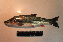  ( - AOZ_TBV013)  @11 [ ] CreativeCommons  Attribution Non-Commercial Share-Alike  Turanov S.V. A.V. Zhirmunsky Institute of Marine Biology