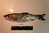  ( - AOZ_TBV018)  @11 [ ] CreativeCommons  Attribution Non-Commercial Share-Alike  Turanov S.V. A.V. Zhirmunsky Institute of Marine Biology
