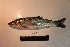  ( - AOZ_TBV019)  @11 [ ] CreativeCommons  Attribution Non-Commercial Share-Alike  Turanov S.V. A.V. Zhirmunsky Institute of Marine Biology